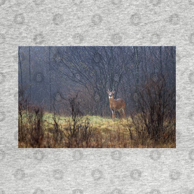 Sentry - White-tailed deer by Jim Cumming